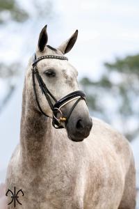 Photo cheval a vendre PRAGUE DE LA GESSE